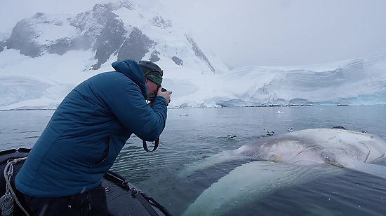 SeaLegacy: Antarctica